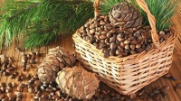 О правилах заготовки кедрового ореха в лесах Кемеровской области. 