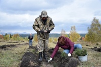 В Салаире высадили 10 тысяч сосен в рамках общероссийской акции «Посади лес»