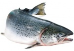 Памятка для потребителя «Рыба ненадлежащего качества – как вернуть рыбу и получить деньги»