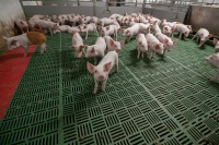 Нацпроект помог кузбасским животноводам увеличить выпуск  мясной продукции
