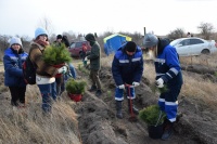В Гурьевском округе высадили 25 тысяч сосен в рамках общероссийской акции «Посади лес»